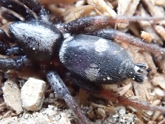 Sergiolus columbianus