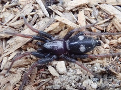 Sergiolus columbianus