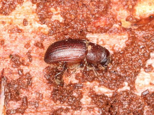 Red Turpentine Beetle photo 6