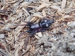 Sergiolus columbianus