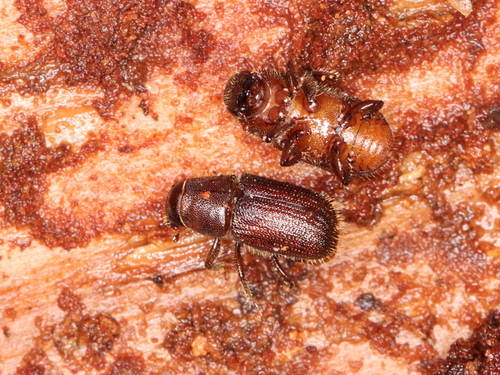 Red Turpentine Beetle photo 5