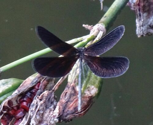 Atrocalopteryx atrata photo 5