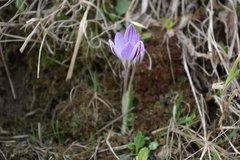 Crocus reticulatus