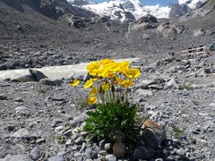 Papaver croceum