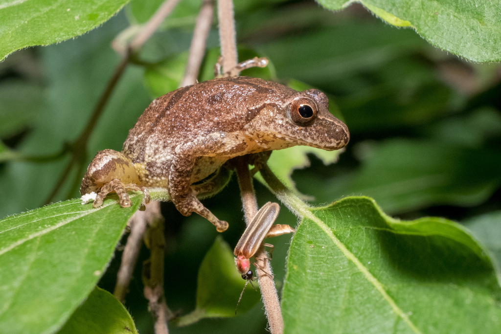 Spring Peeper Dangle Spring Peeper in June 2019 by Mirko Schoenitz. in a honeysuckle by the ...