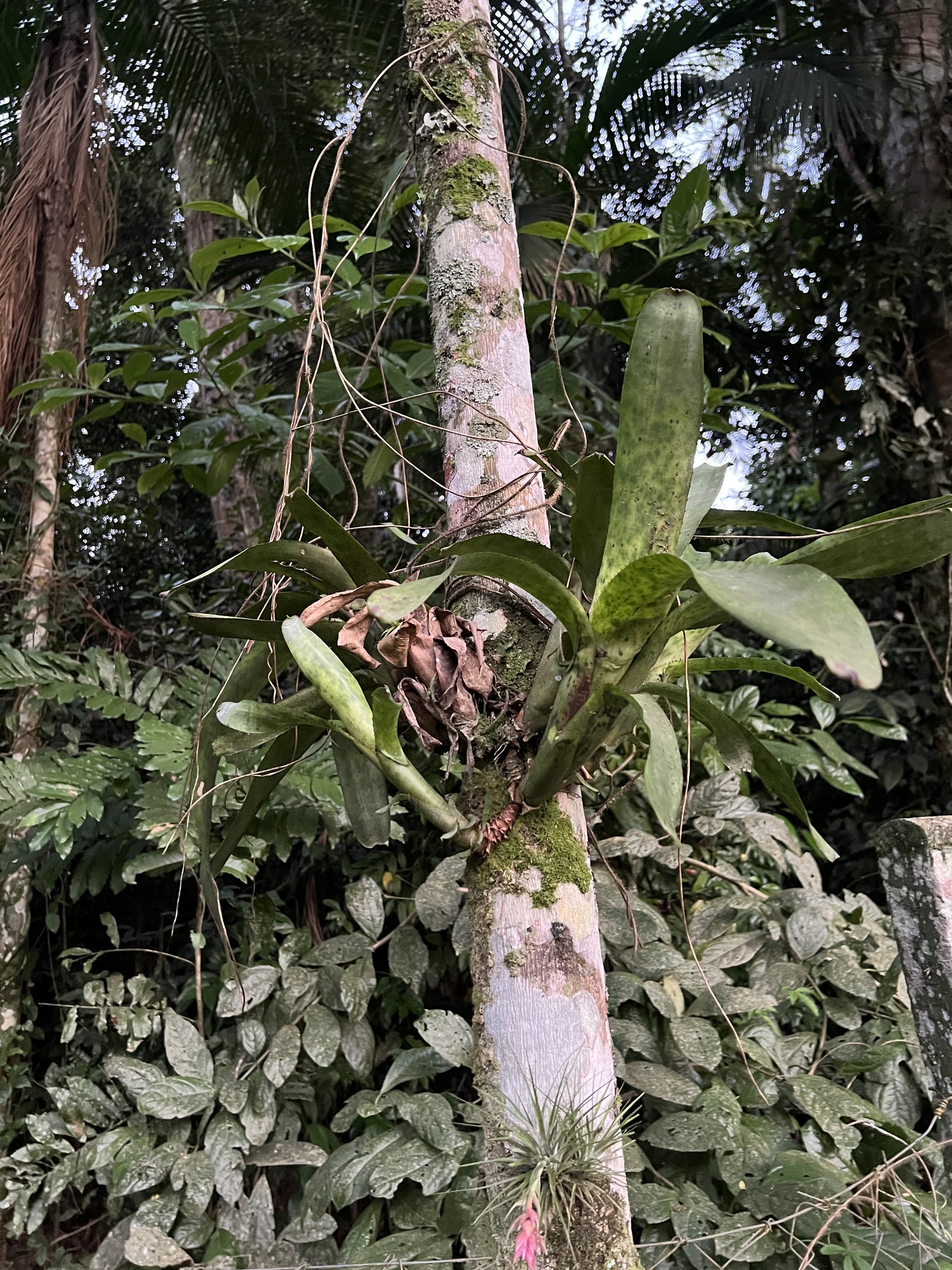 Aechmea nudicaulis