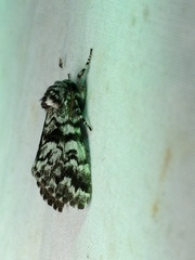 Panthea acronyctoides