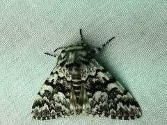 Panthea acronyctoides