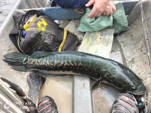 Giant Snakehead