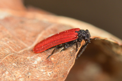 Benibotarus alternatus