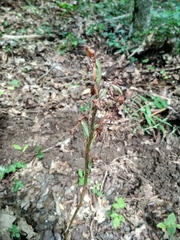Himantoglossum comperianum