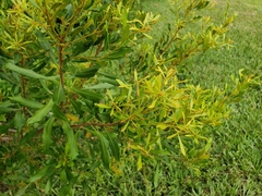 Morella cerifera image