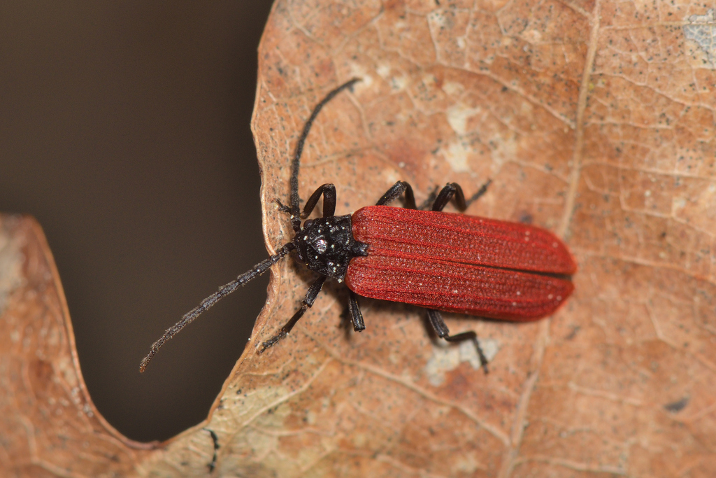 Benibotarus alternatus