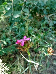 Dianthus capitatus