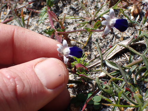 Image of Nemesia barbata by (c) Eugene Hahndiek, some rights reserved (CC BY-SA)