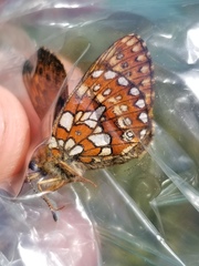 Boloria eunomia