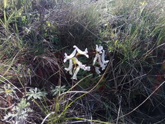 Corydalis tarkiensis