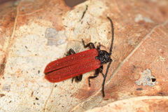 Benibotarus alternatus