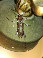 Xylotrechus smei