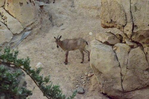 Arabian Tahr