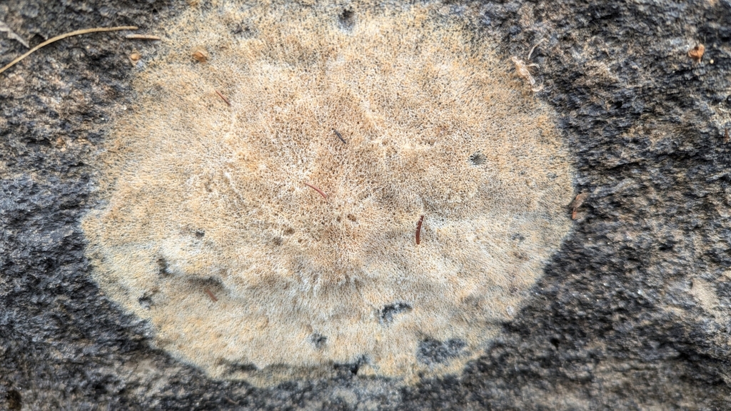 lesser freshwater sponge