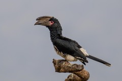 Trumpeter Hornbill photo 1