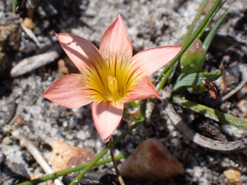 Image of Romulea hirsuta by (c) Eugene Hahndiek, some rights reserved (CC BY-SA)