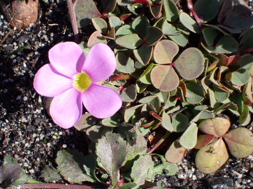 Image of Oxalis eckloniana by (c) Eugene Hahndiek, some rights reserved (CC BY-SA)