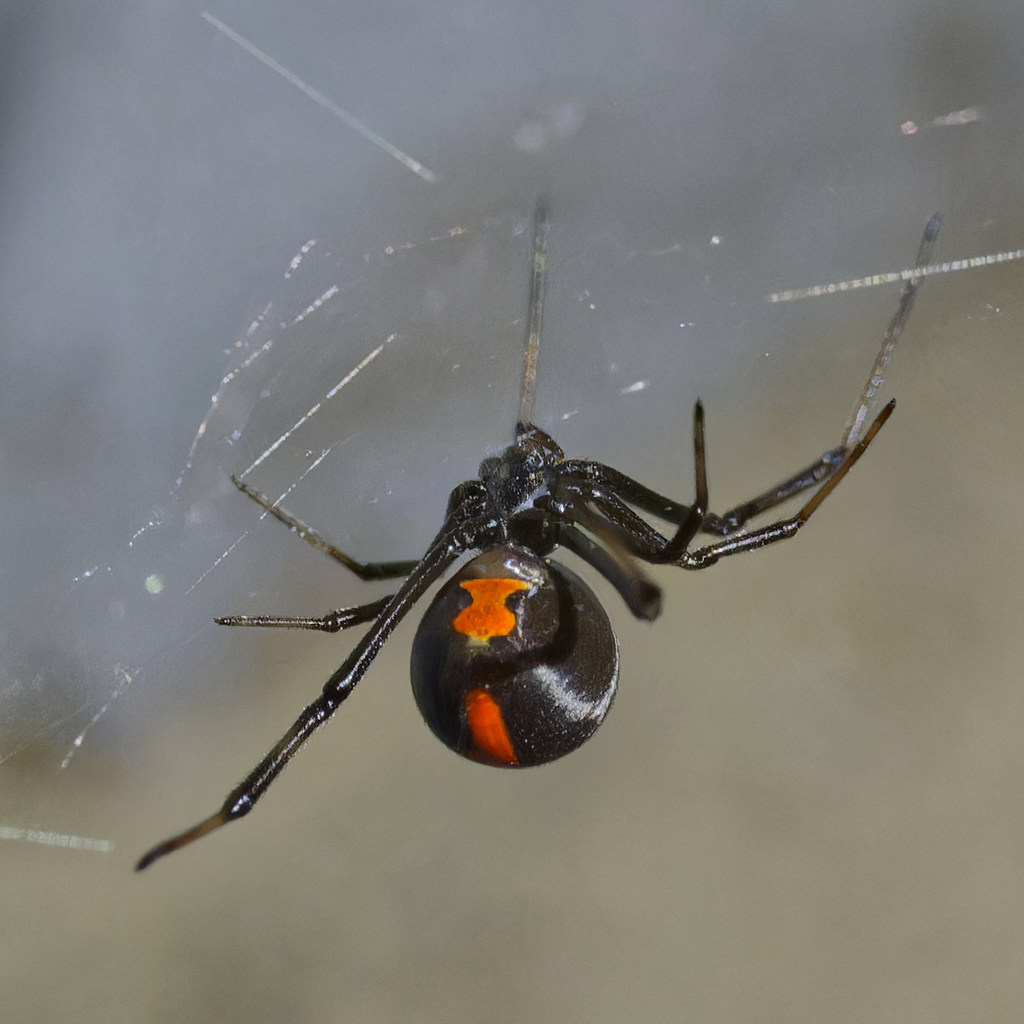 Redback Spider