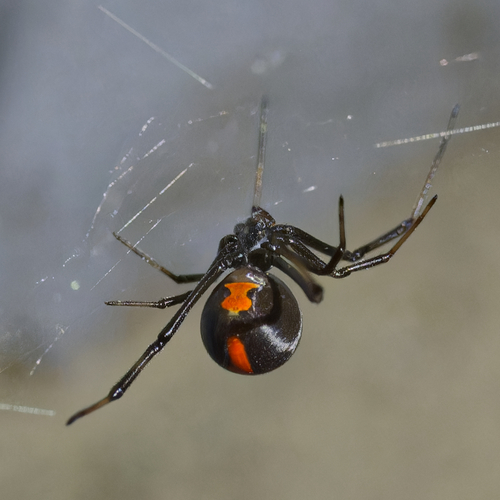 Redback Spider (Latrodectus hasselti) · iNaturalist