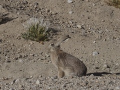 Desert Hare photo 4