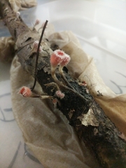 Microstoma floccosum