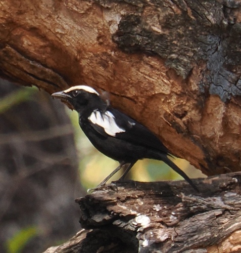 iNaturalist image