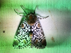 Harrisimemna trisignata