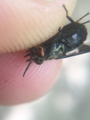 Chrysops niger