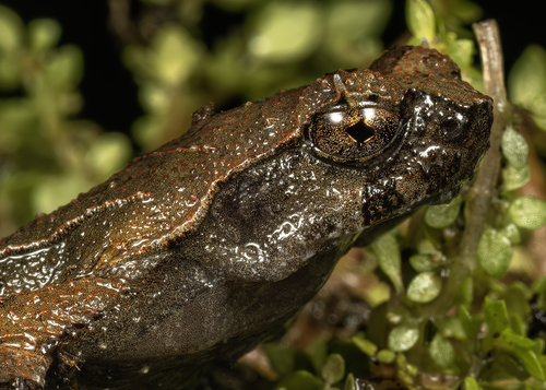 Seima Mountain Toad, Ophryophryne synoria