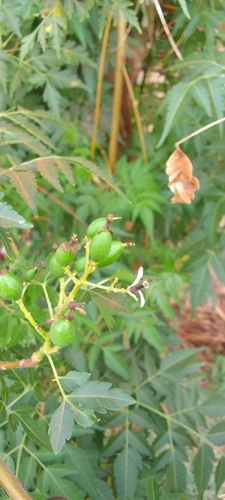 Neem