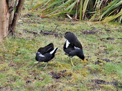 Gallinula chloropus