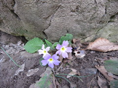 Primula vulgaris rubra