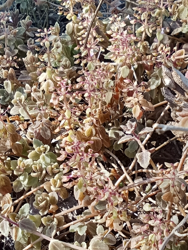 Coleus prostratus