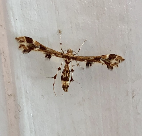 Grape Flower Plume Moth photo 2