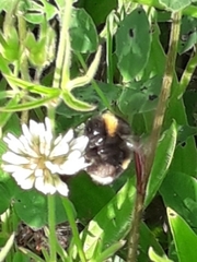 Bombus lucorum