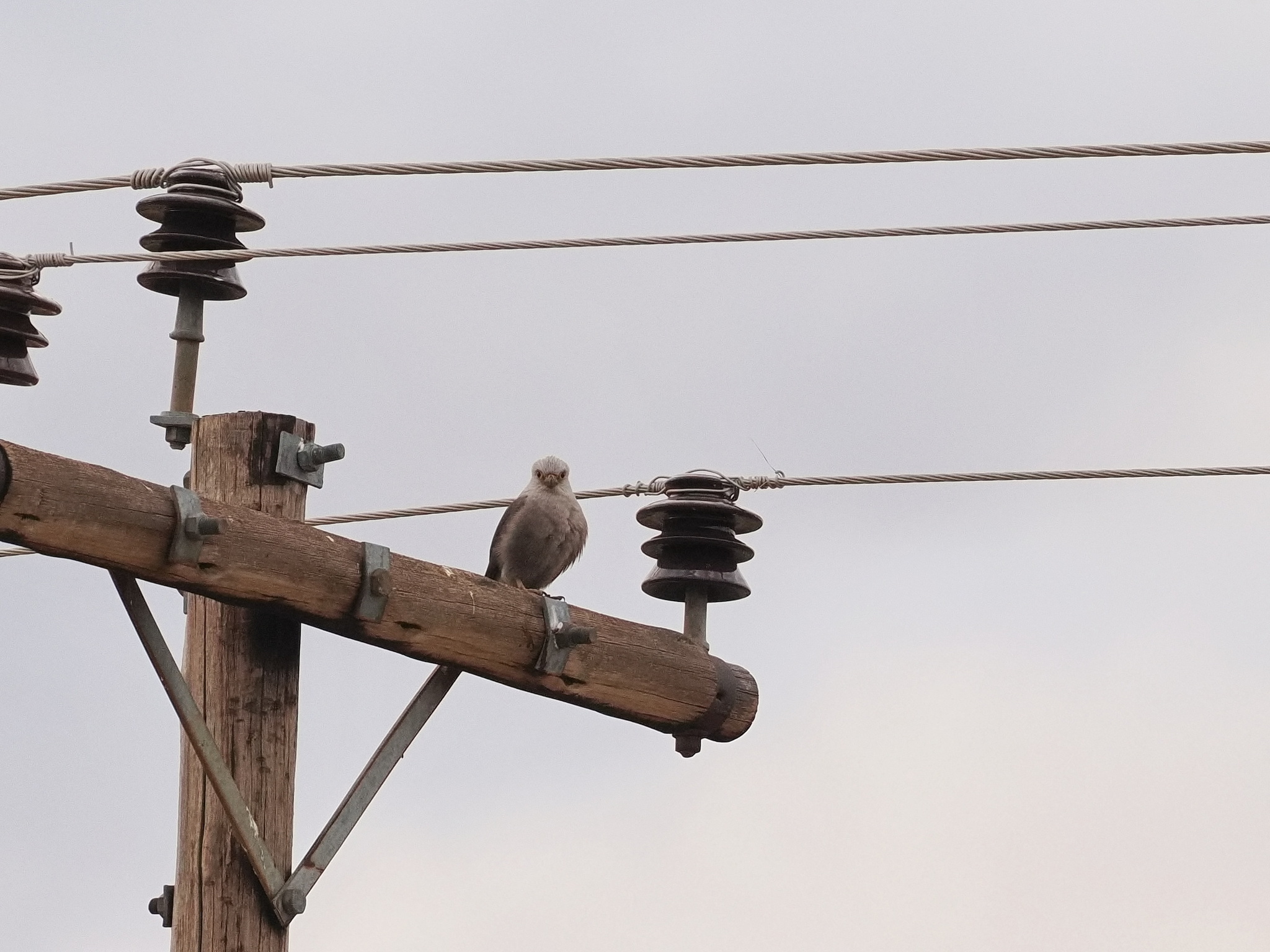 Dickinson's Kestrel (Falco dickinsoni), photo 4
