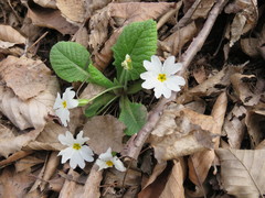 Primula vulgaris rubra