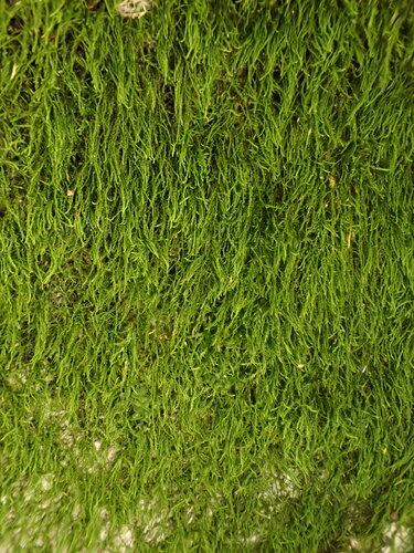 Serpoleskea confervoides observed 2024-09-20