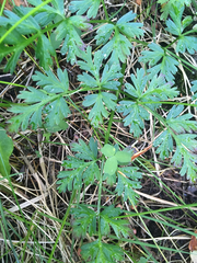 Conioselinum