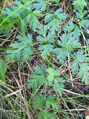 Conioselinum