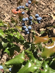 Berberis