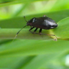 Capsus