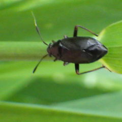 Capsus